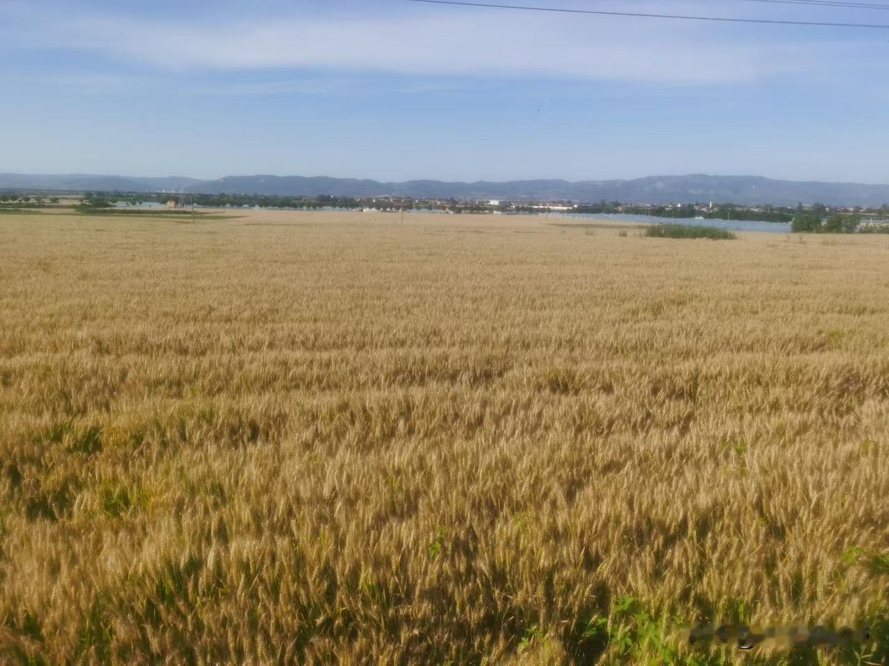 凤翔麦田，丰收在望麦田一景 麦田治愈感 麦田春日风景 平原麦田风光 麦田微风不燥