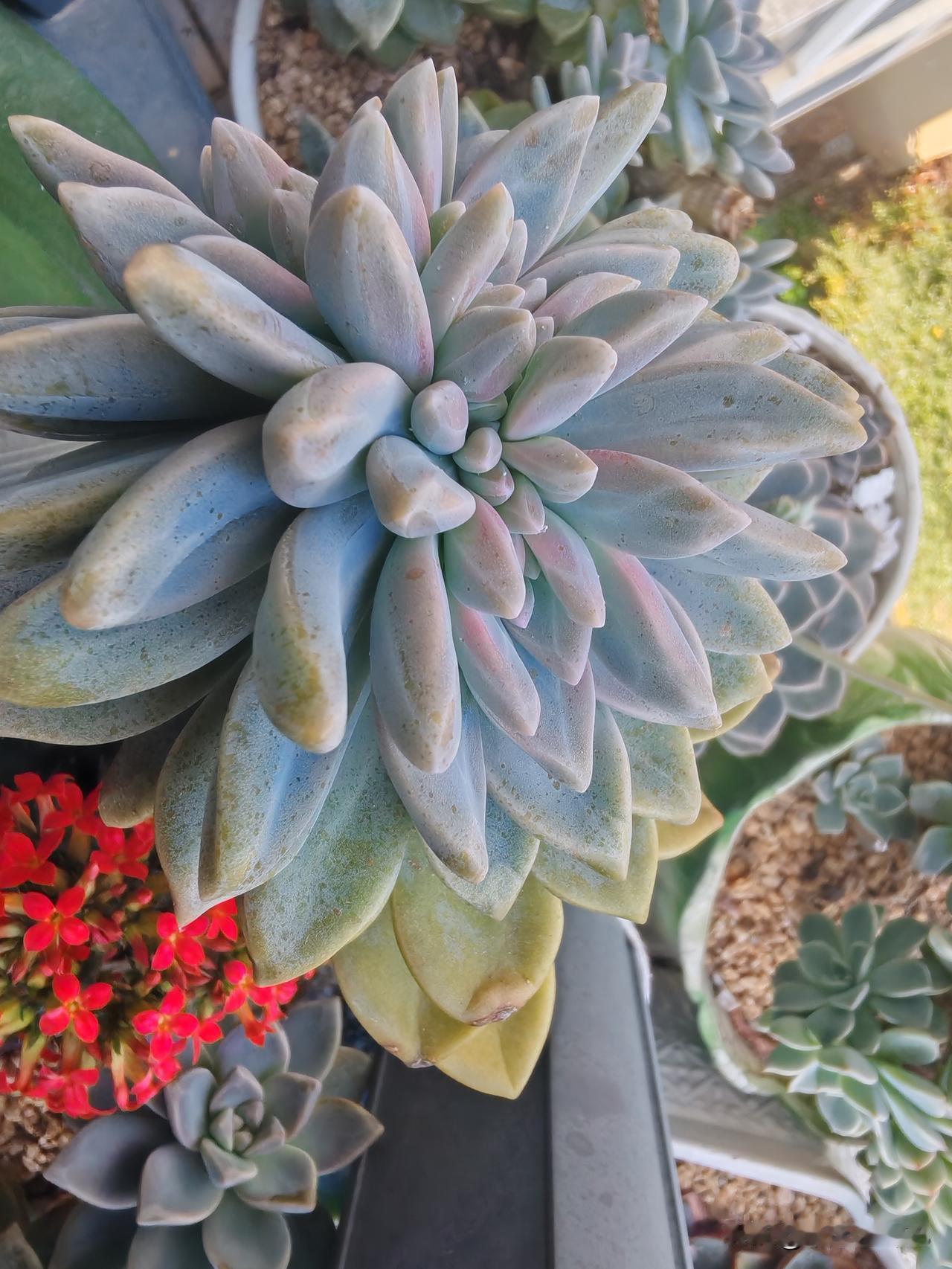 看看你的多肉，请不要吝啬上图
看看我的多肉
我感觉我这颗淡雪的这枝是不是有点缀化