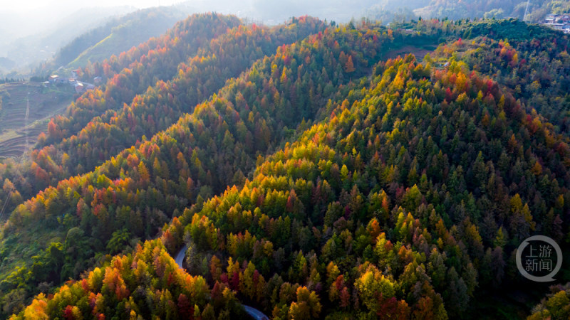 忠县彩林，解锁色彩斑斓的冬日美景！