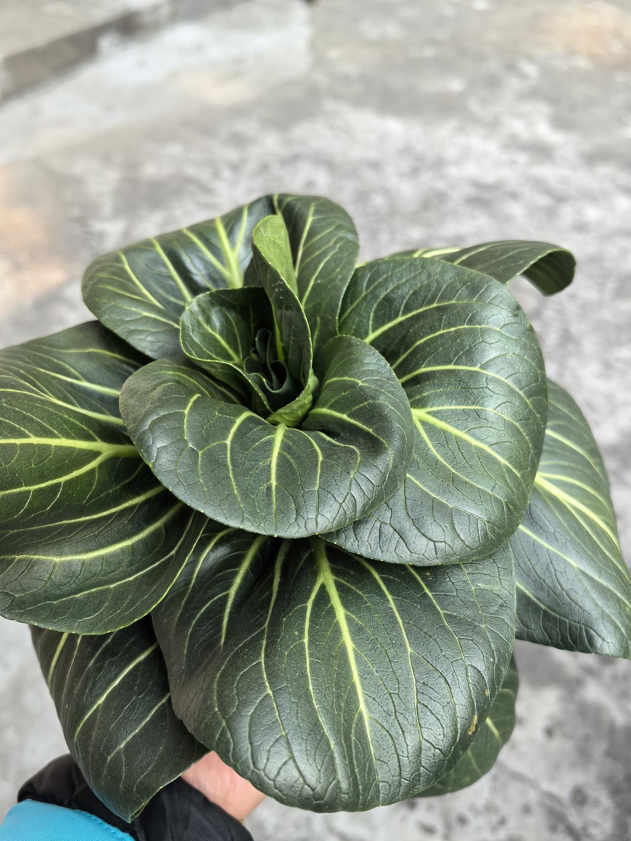 姨爹姨妈从钟祥到荆门我娘家来玩，一大家人聚聚。

他们带了自己开荒种的菜，大白菜