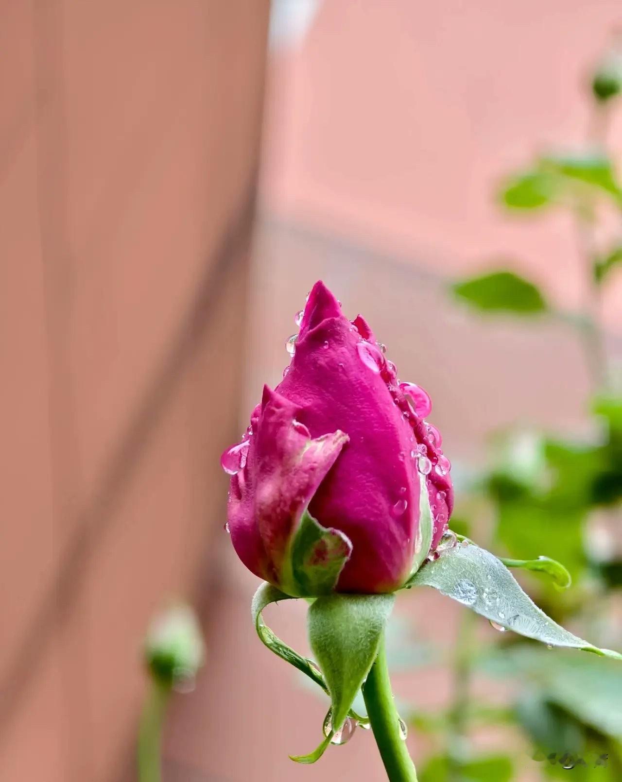 炒股是世界上最难成功的职业，也是最容易赚钱的职业。

年轻人碰不得，智慧未开碰不