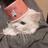 莓羽爱聊美食