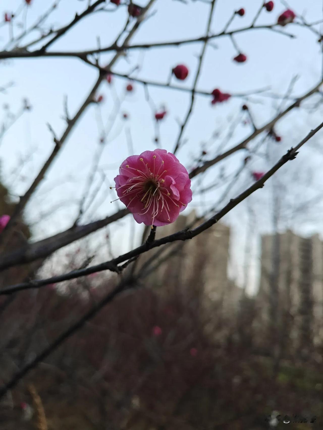 今日所见所闻梅花