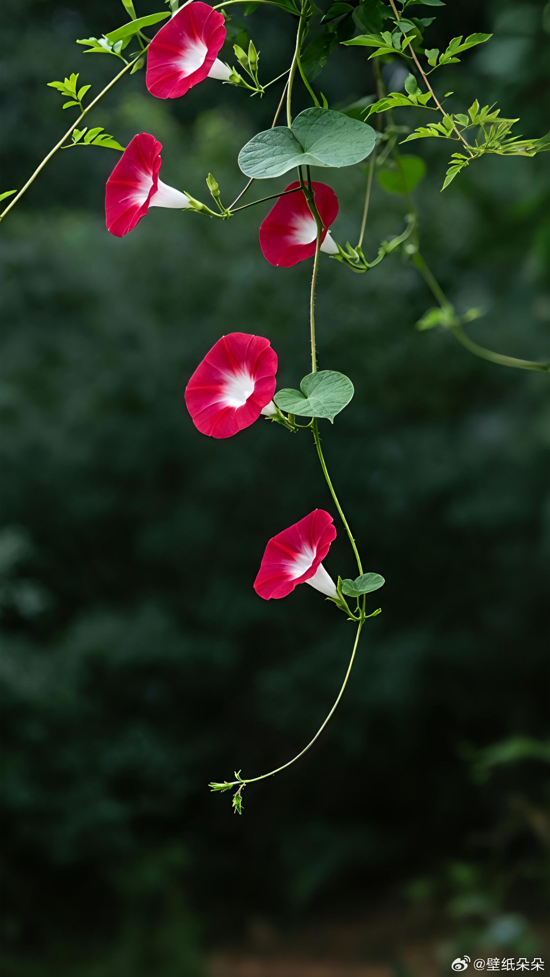 深绿底色牵牛花主题锁屏护眼壁纸 ​​​