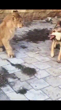 说狗子能打过狮子？
      别逗了！这根本不是战斗力的较量，纯粹是勇气和认知