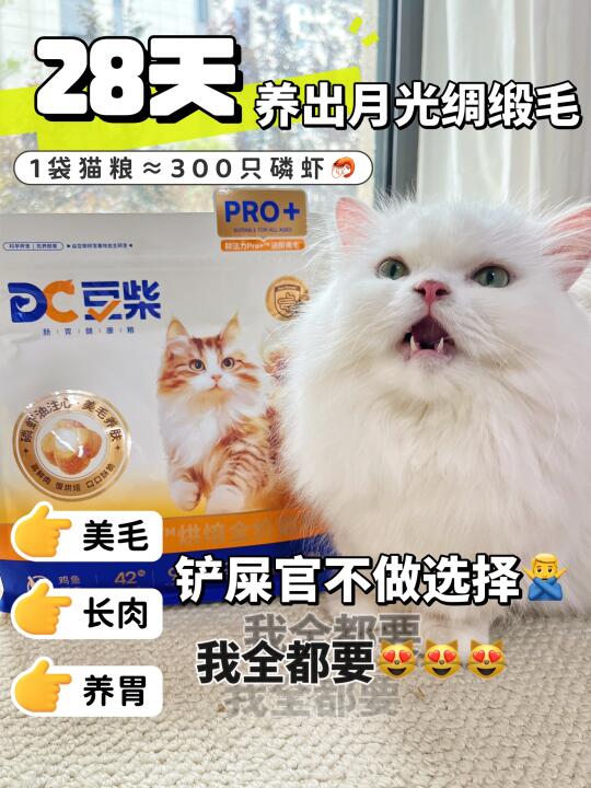 猫咪掉毛这件事我也算拿捏得死死的