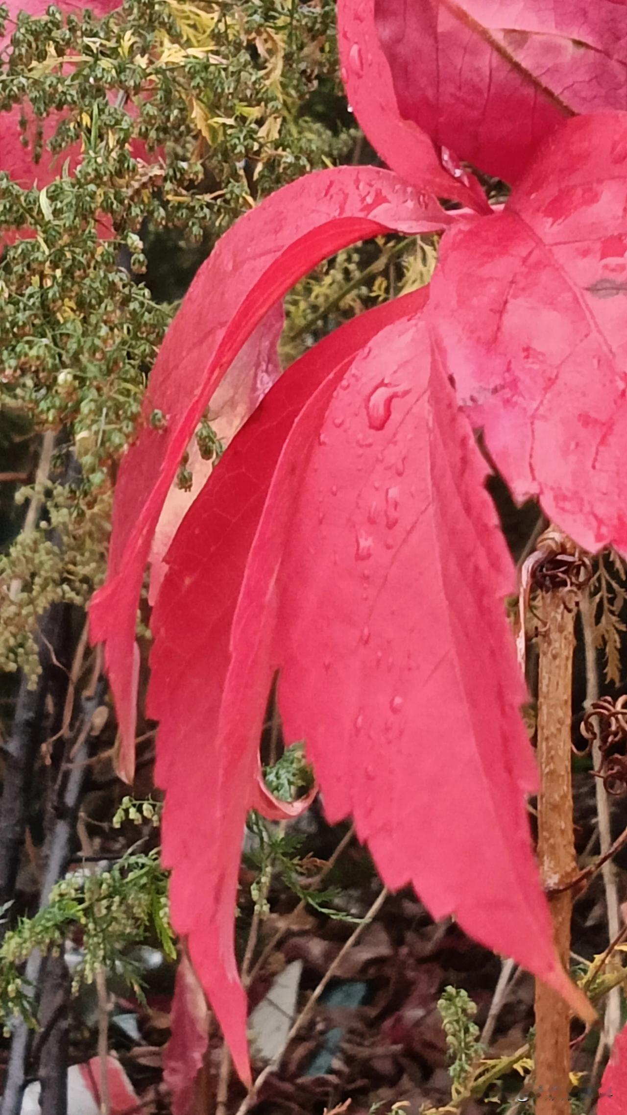 晒一张最美的红树叶雨后的红叶。