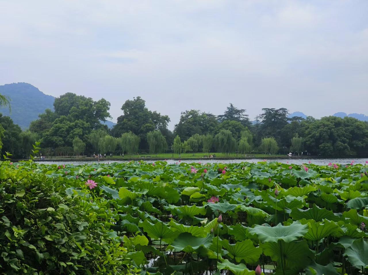 去杭州开庭，肯定要顺道西湖。
西湖盛夏，荷风十里，碧叶连天，粉荷亭亭立水中，圆圆