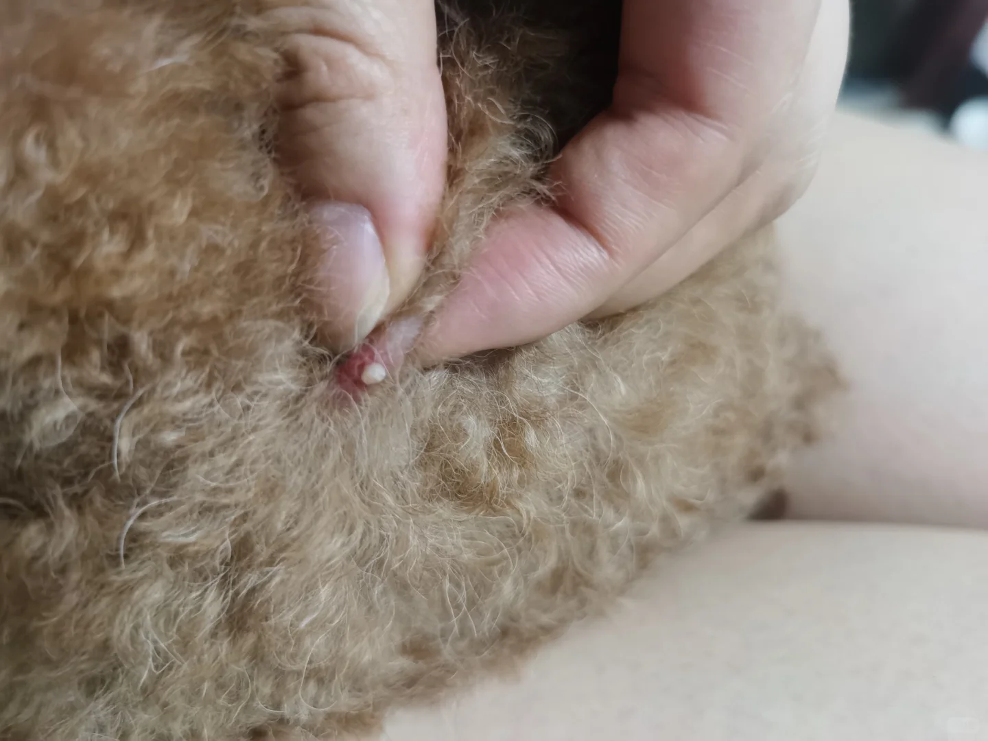 我的小狗怎么了？不知道是不是被虫子咬的