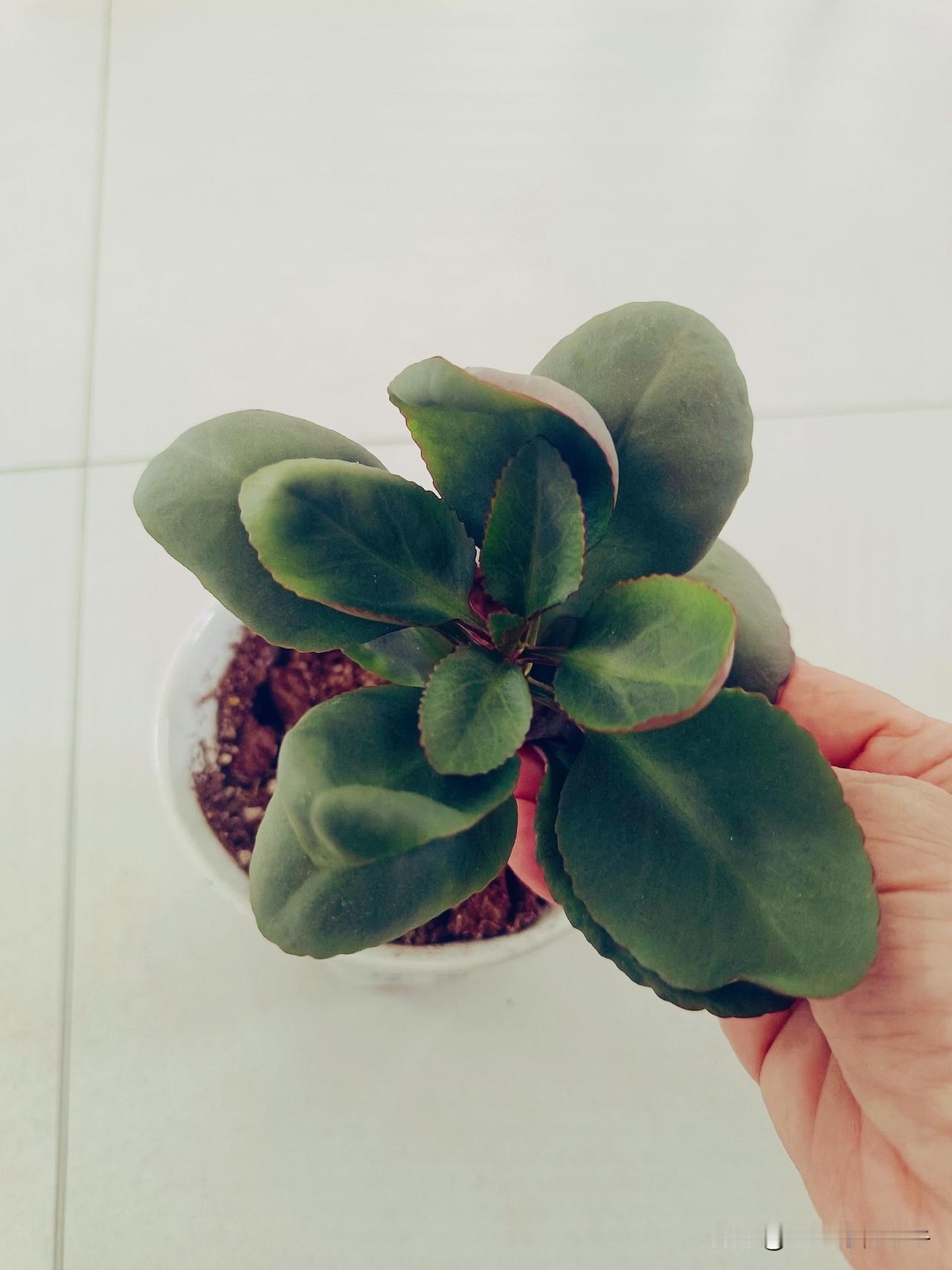 今天是立秋后的第四天，明显的感觉到天气早晚凉快了很多。

立秋后，我发现家里的长