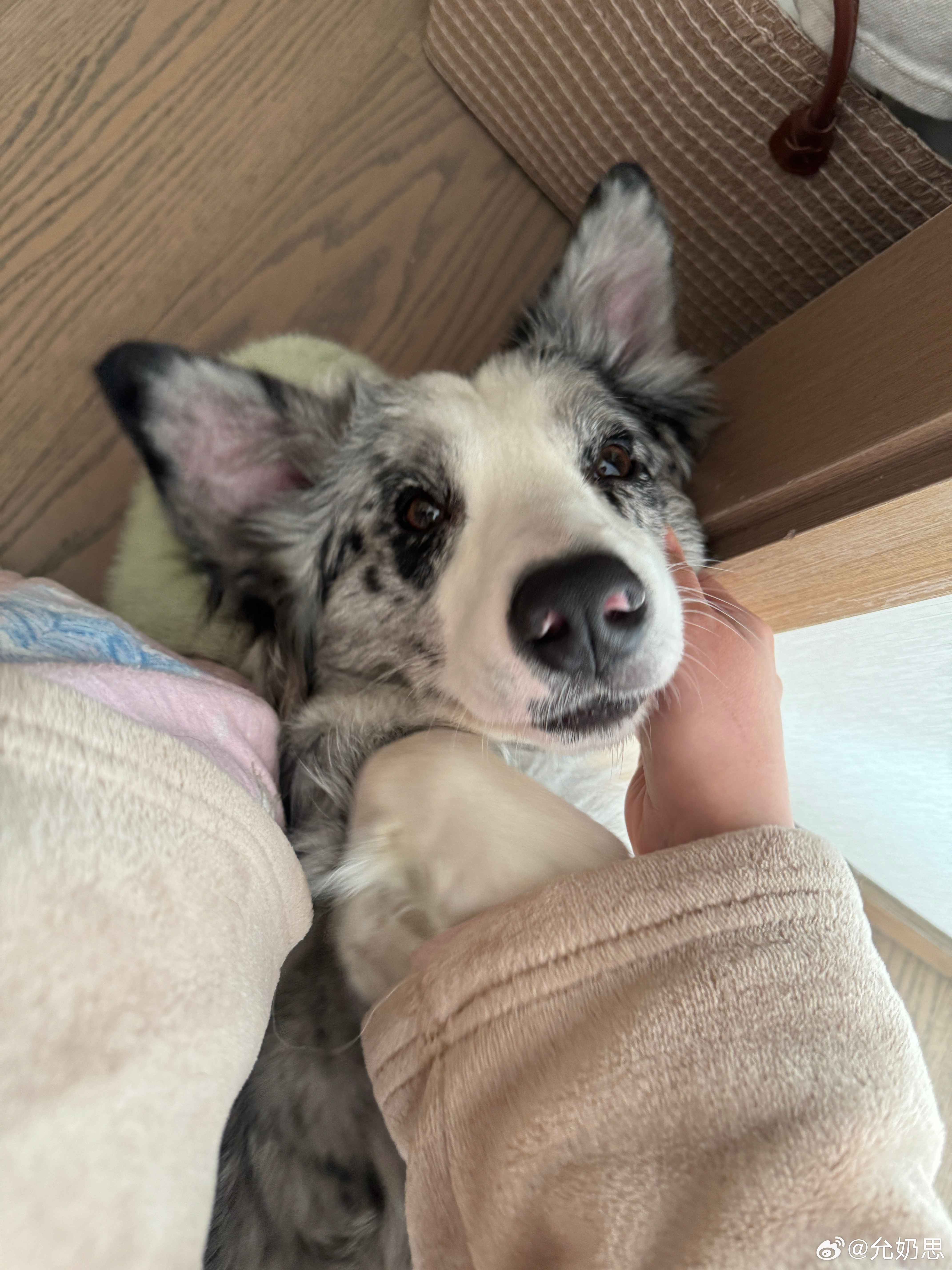 我们家狼王来了（最近刷重返狼群给我哭死了 🥹 