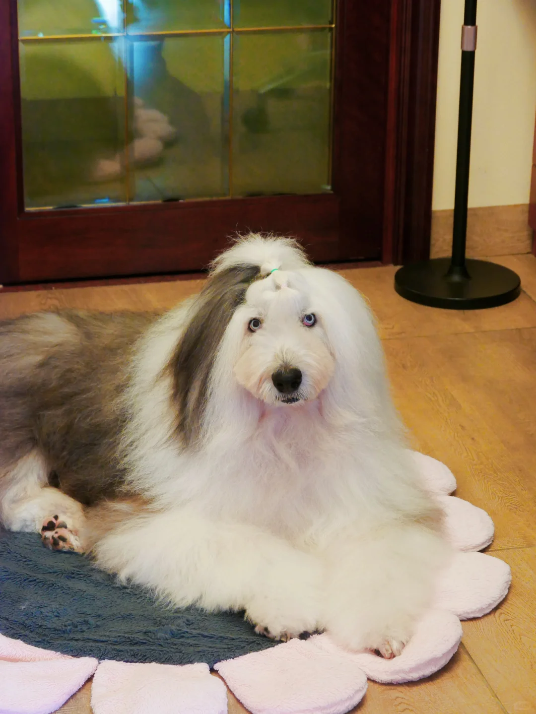 我的古牧不黄嘴了！擦嘴史上的大逆袭！