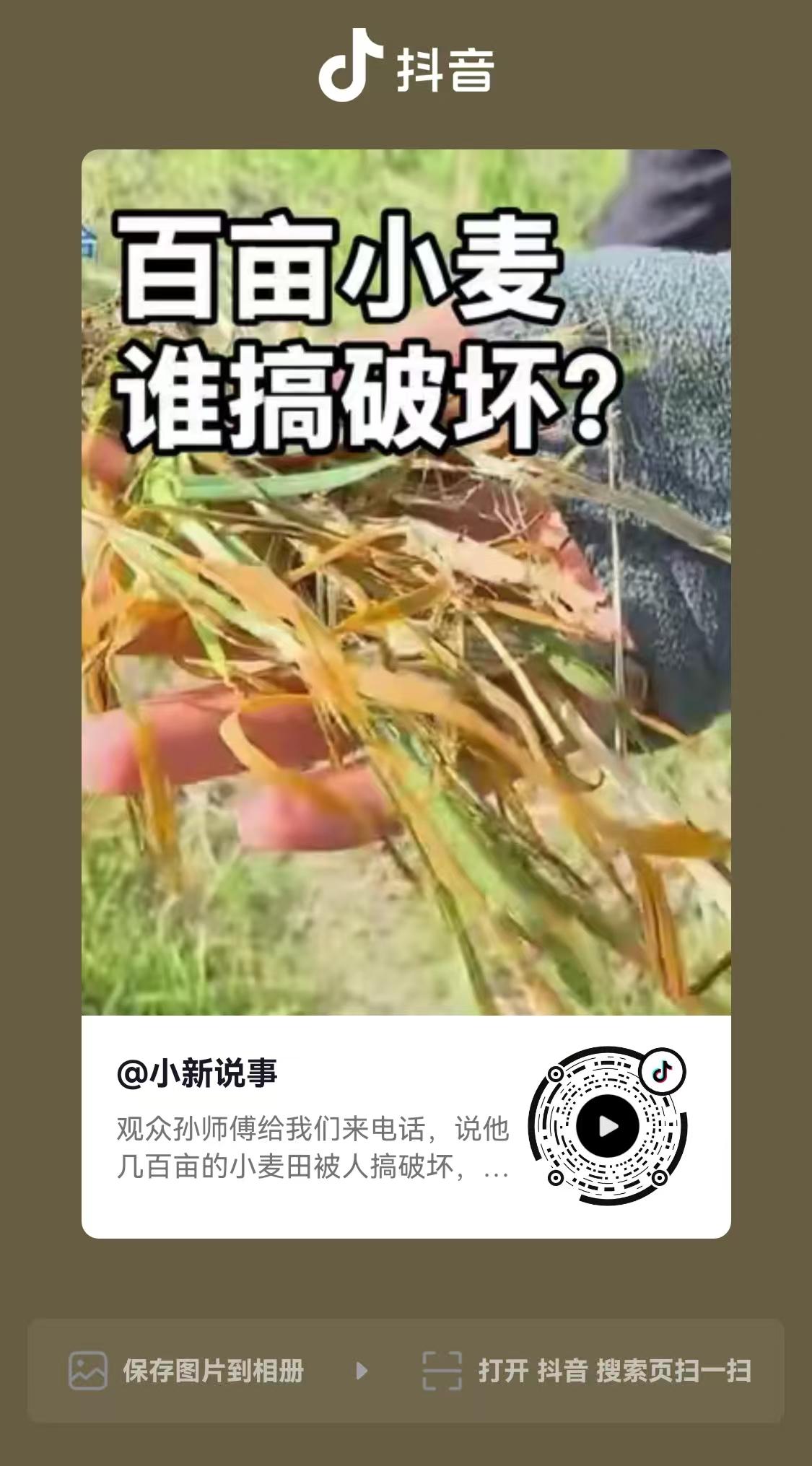 浙江，男子承包了300多亩地，小麦拔节，长势非常好，眼看就是一个丰收年，却在一夜