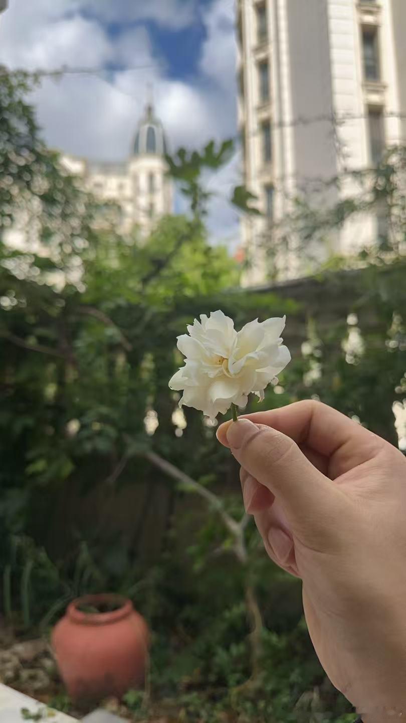 某人隔空送了一朵花。并告诉我，我不在家的日子，他天天洒扫庭院，照顾我的植物。我和