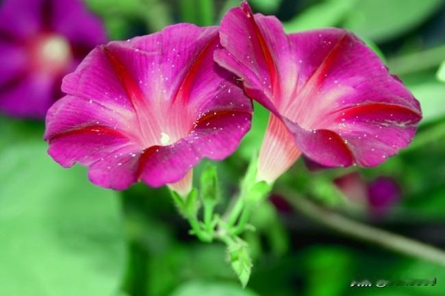 牵牛花的美，是一种低调又蓬勃的美。我家后院就有许多牵牛花，没人特意种，它却肆意生