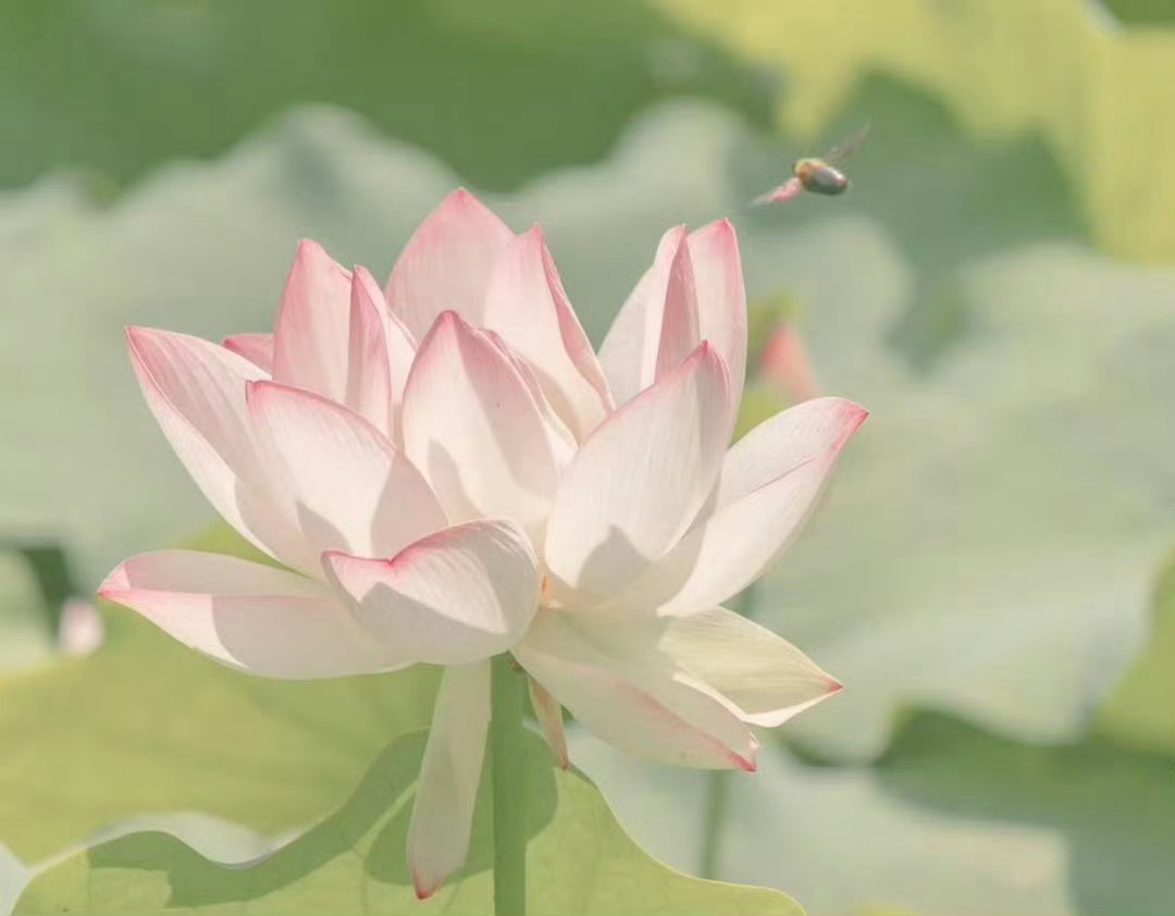 “  爱此荷花鲜 ...  ” 