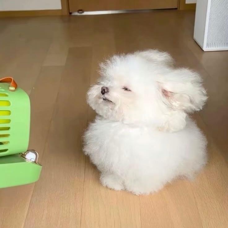 被吹到睁不开眼也无法舍弃小风扇的一只🐶 