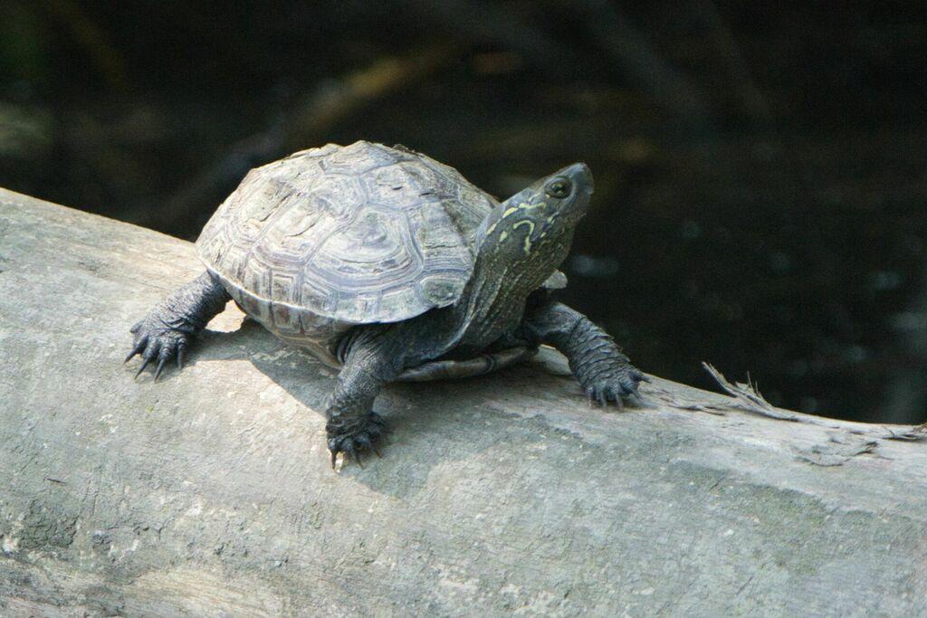 乌龟（动物们185）

乌龟，又名草龟、中华草龟。吻端向内侧下斜切；缘的角质鞘较