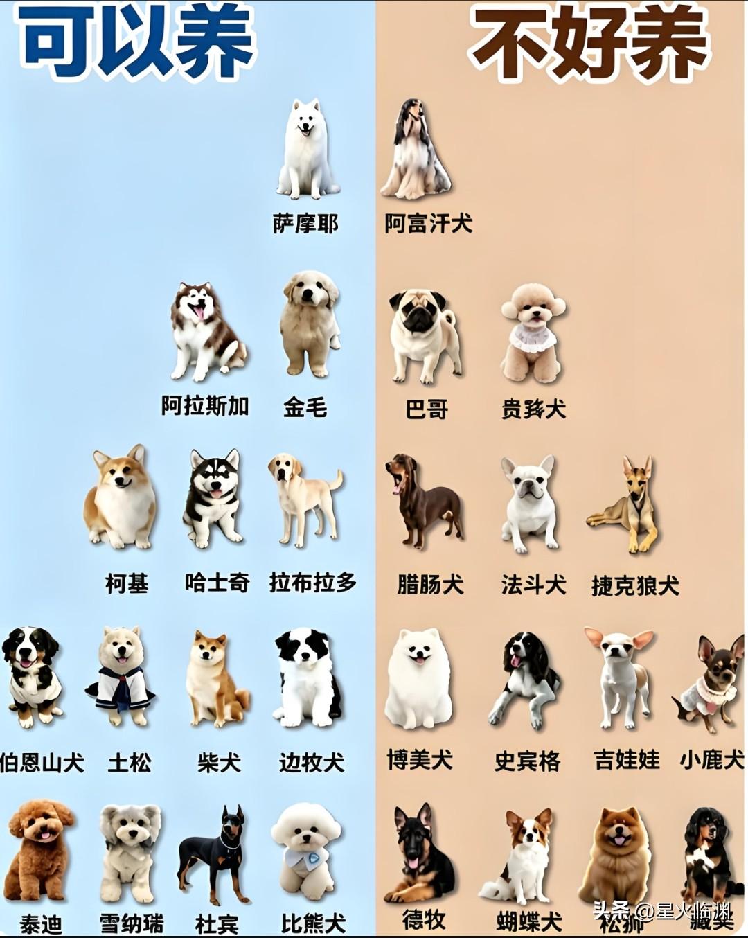 人类太牛了！把狼的一个亚种培养成狗！而且分化出三百多个不同品种！狼这种动物也太牛
