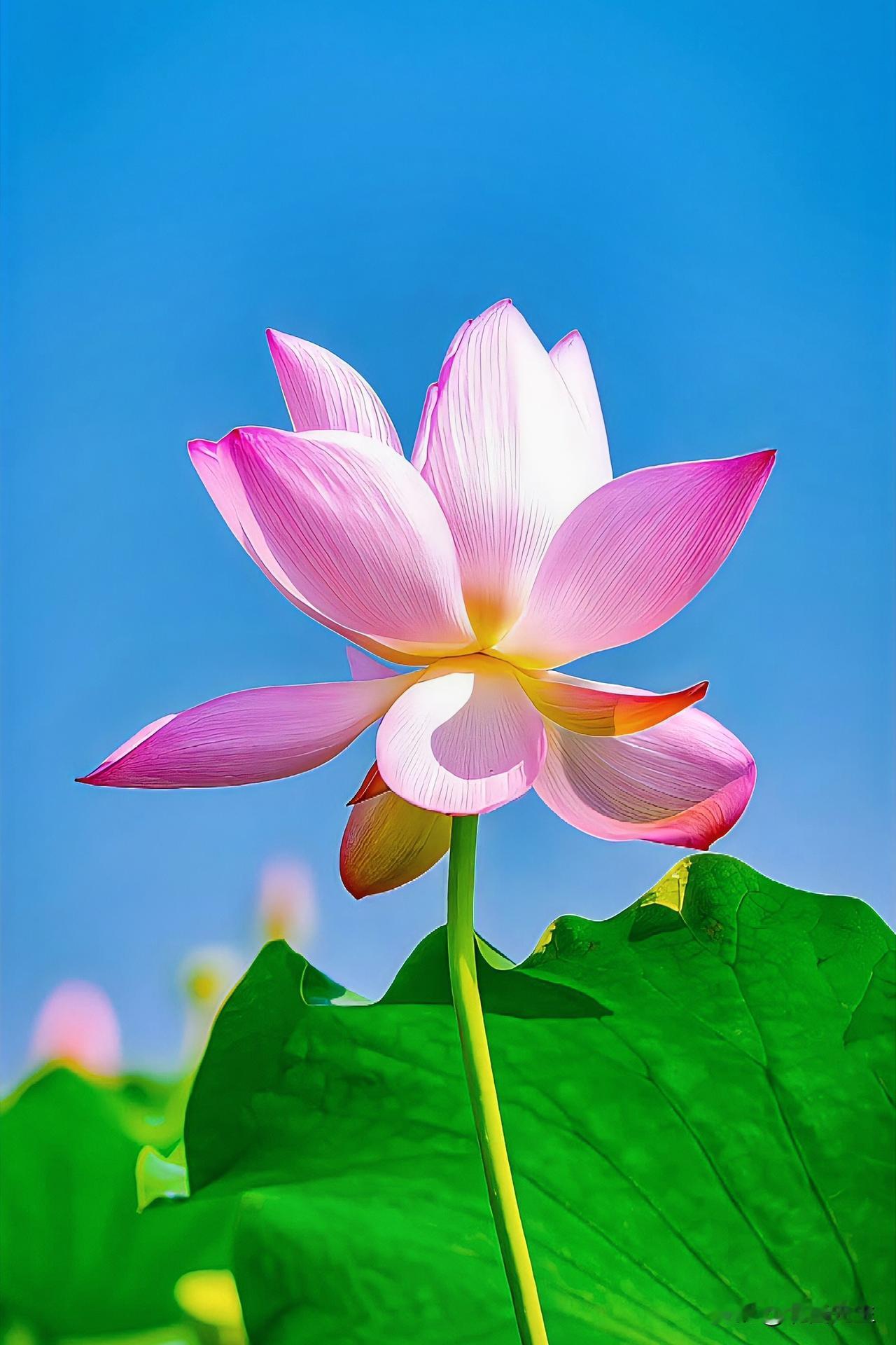两性专家：豪门都绕不开钱，普通人别高估爱情能战胜现实。

身家上千亿的夫妻，照样