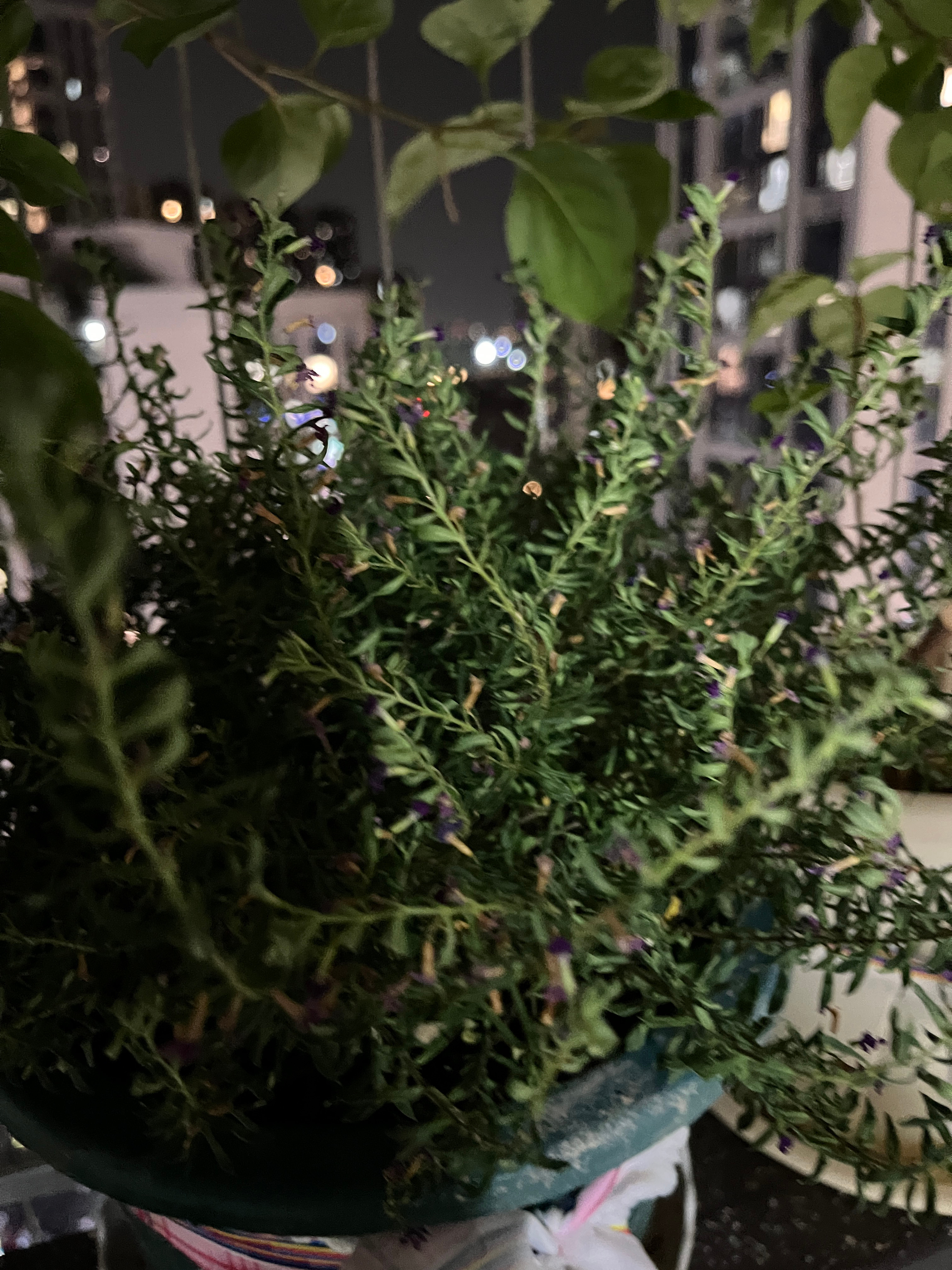 我再晚两天回来，我这植物怕是要渴死了。男的在家，我不说，他就不会浇水。回家看到脏