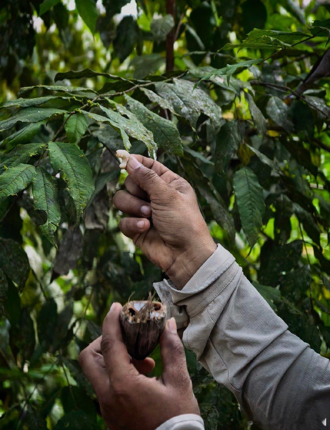 花少8低开高走花少8口碑反转花儿与少年 蒜藤名场面循环播放，周冬雨的反应太真实，