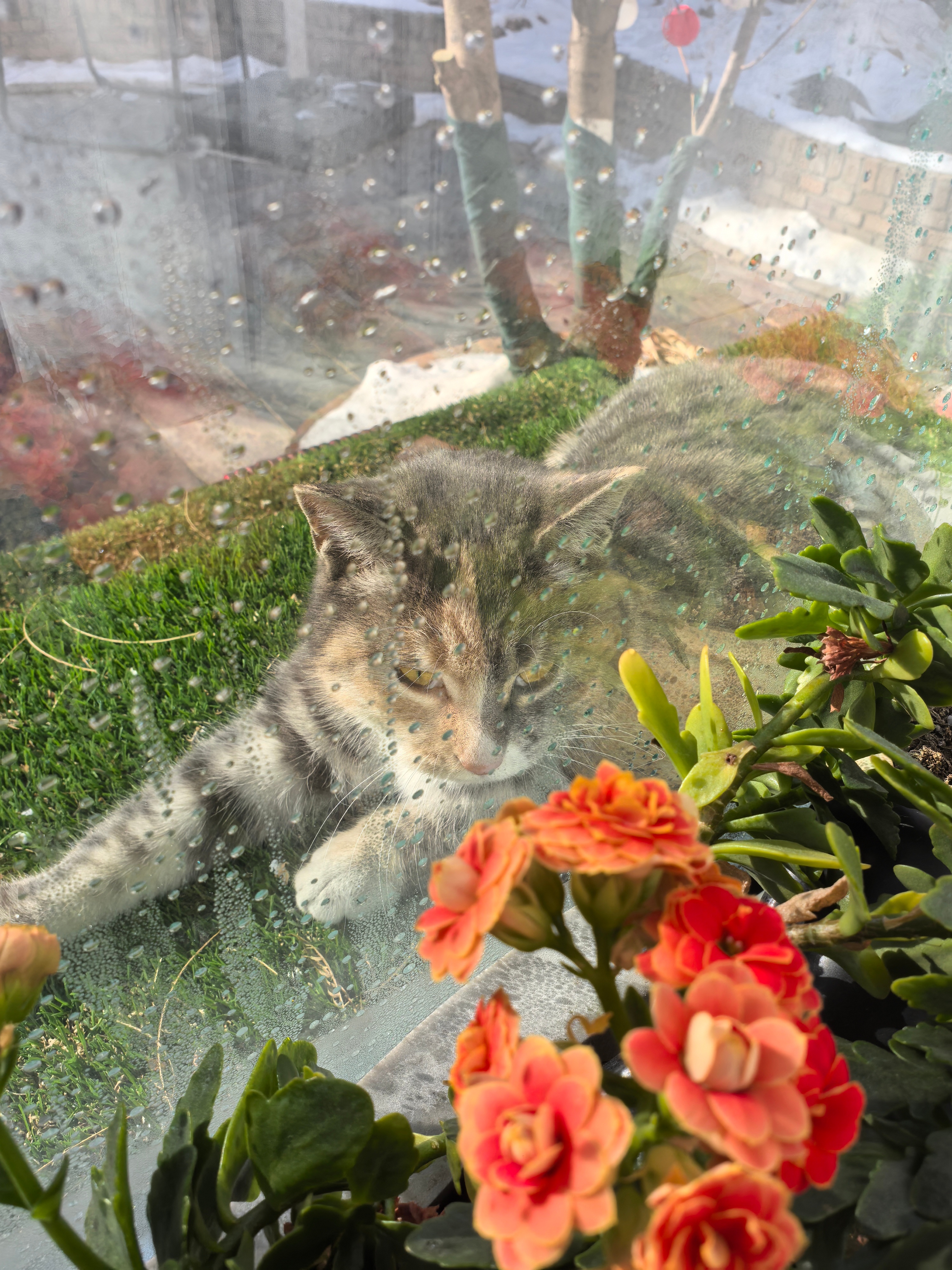 猫妈妈每天都在窗外陪我办公…