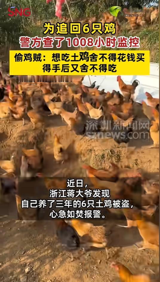 “偷啥都不行！”近日，浙江，一位大爷突然发现，自己养的六只土鸡不见了，这是养着要