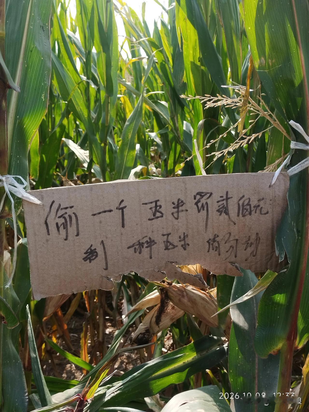 这图上写一个玉米，后面的5个字不认识，谁能帮我翻译一下