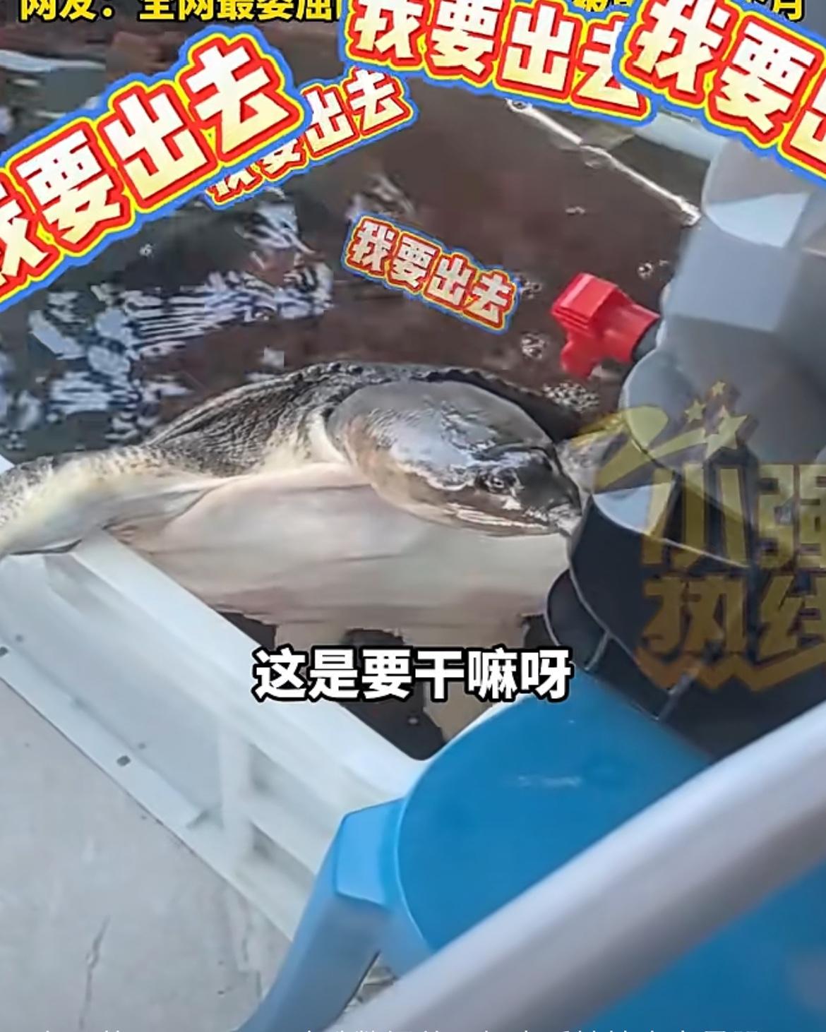 真是太“鳖屈”了！女子网购珍珠鳖，将其放入水缸后变得异常暴躁，一月后检查才发现“