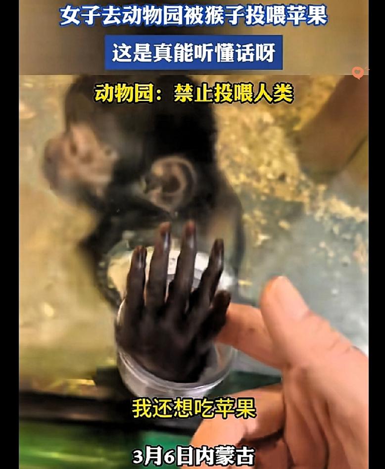 这哪是猴子啊，分明是成精了的“暖心小宝贝”！

内蒙古女子动物园讨苹果的一幕，真