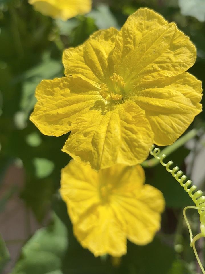 种在花盆里的丝瓜开花了
虽然不长丝瓜
但是这个花还是很好看的！