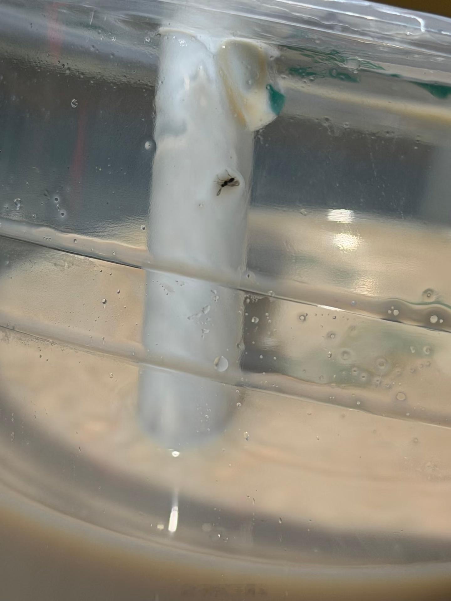 1点点致歉我高中经常喝一点点，学校不让带奶茶进校，都是偷偷买了藏衣服里带到教室这