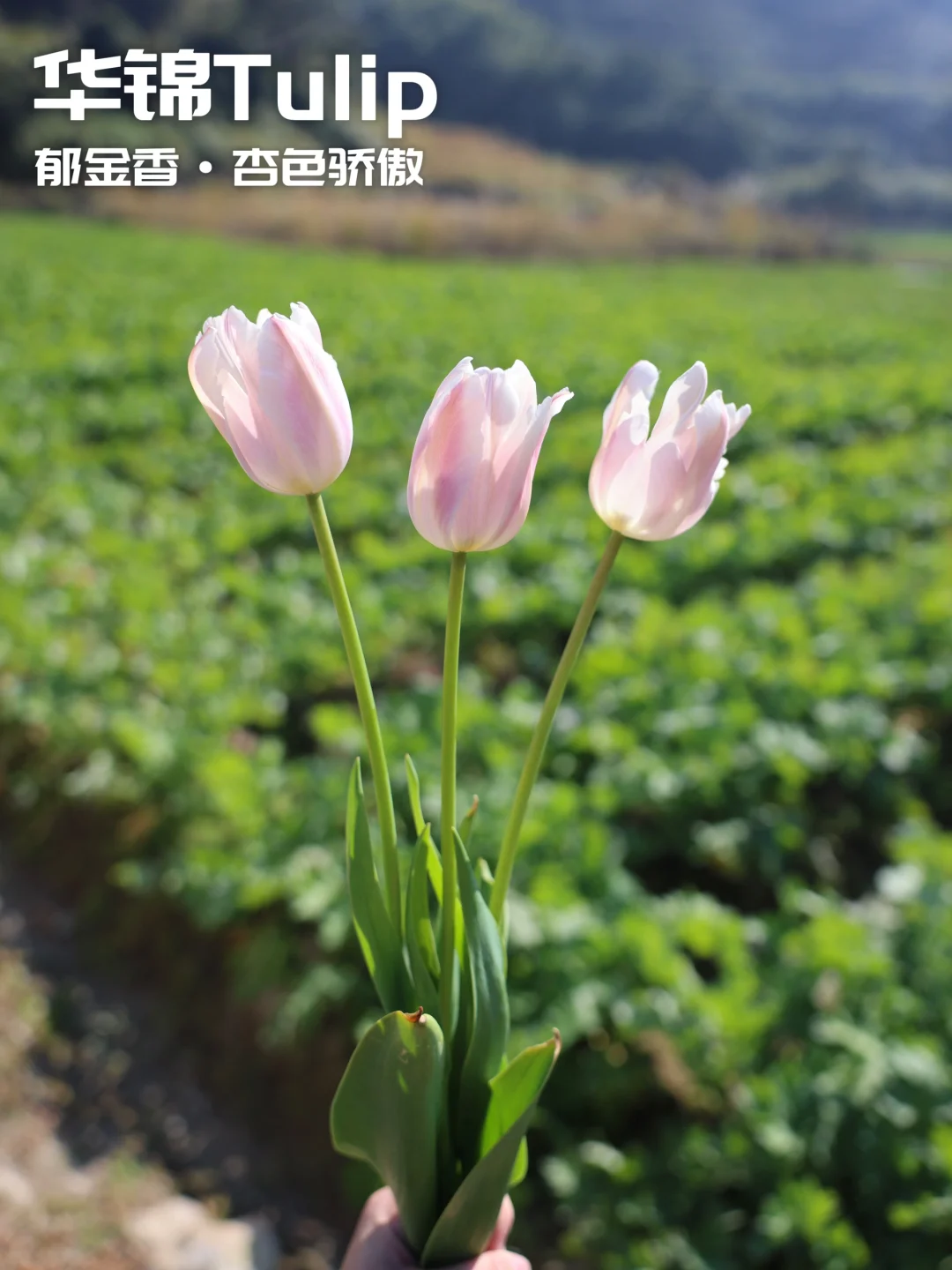 大家可以花点时间夸夸我种的杏色骄傲么？