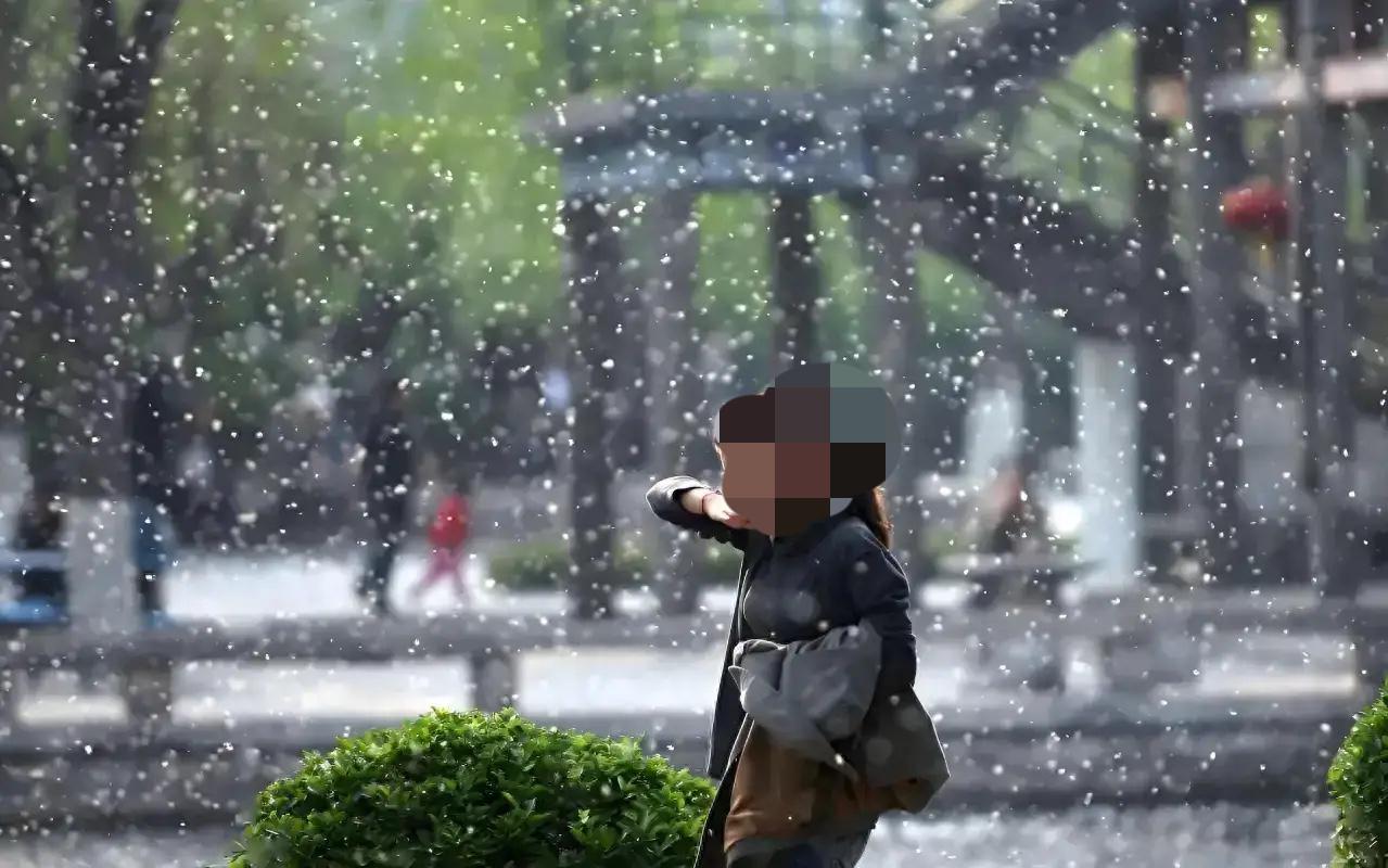 又到了满天飞毛毛的季节了！

门一直开着，突然发现门口的地毯上都是毛毛，又到了这