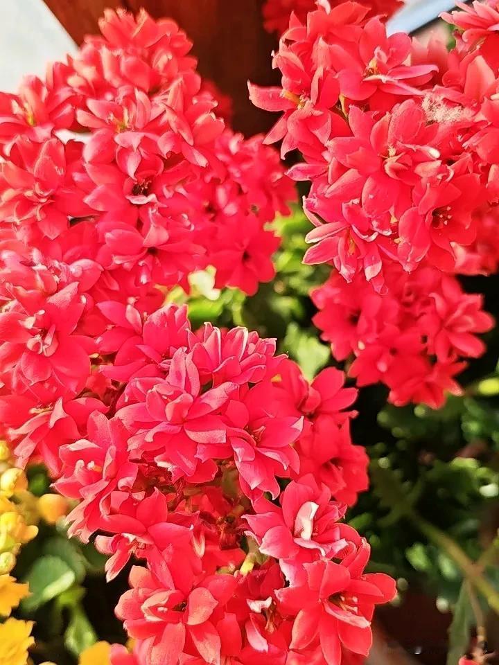 花友们,你家的长寿花开了吗?花开得正艳，看看吧！还有三盆另外品种在别的房间，就不