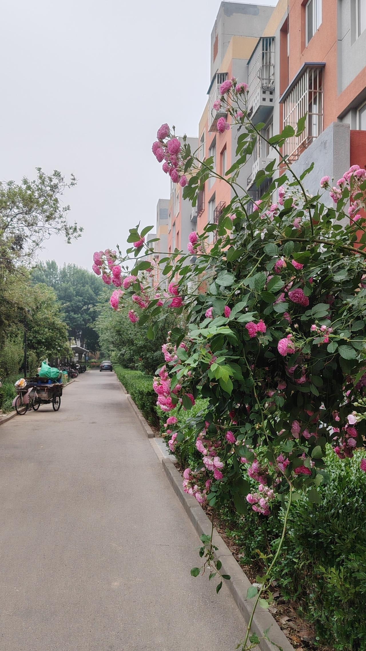 李白接到唐玄宗的征召诏书时，欣喜若狂，挥笔写下“仰天大笑出门去，我辈岂是蓬蒿人”