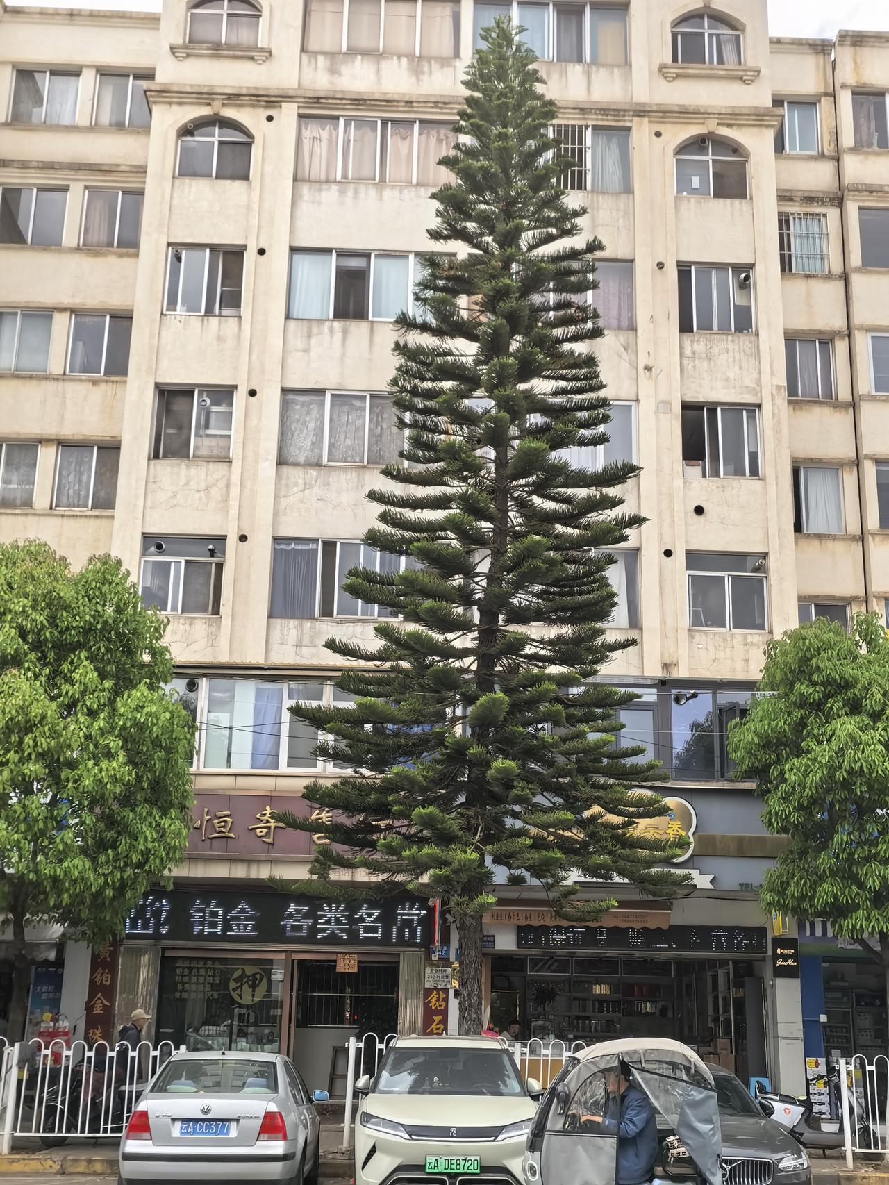 这是松树还是杉树系，看这种树的丫枝还挺有规则的，长得也不太长太短，刚刚好！