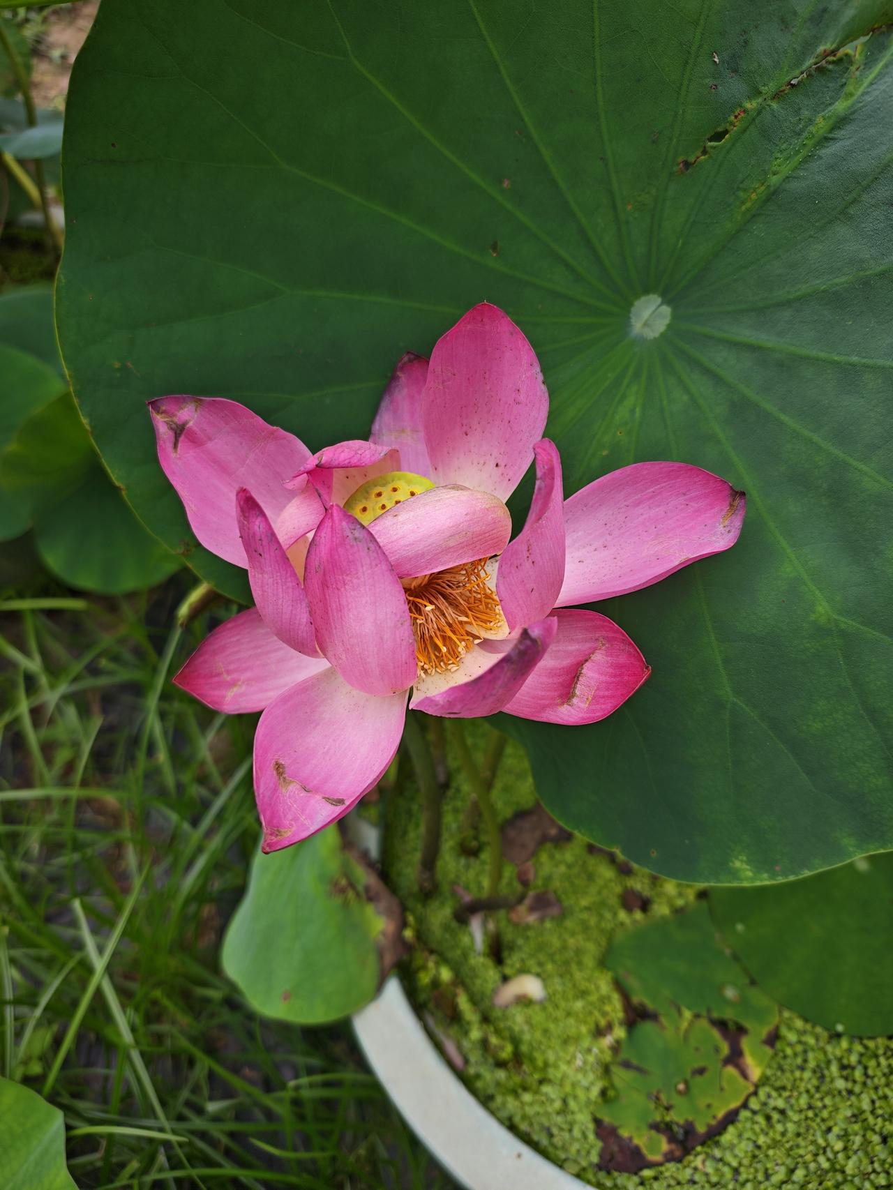 求荷花的美照，大家可分享多年生水生植物，多生长在平静浅水、湖泊、池塘中荷花盛开写