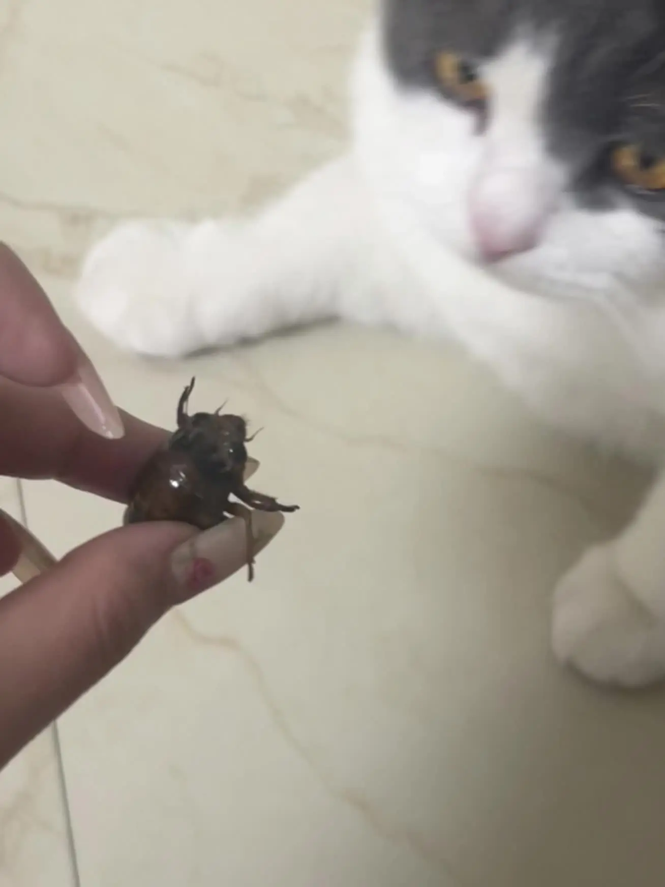 咪の新伙伴