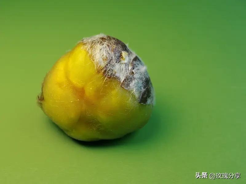 不小心吃了发霉食物别急哈。要是吃的不多，身体没啥明显反应，就多喝点水，加快新陈代