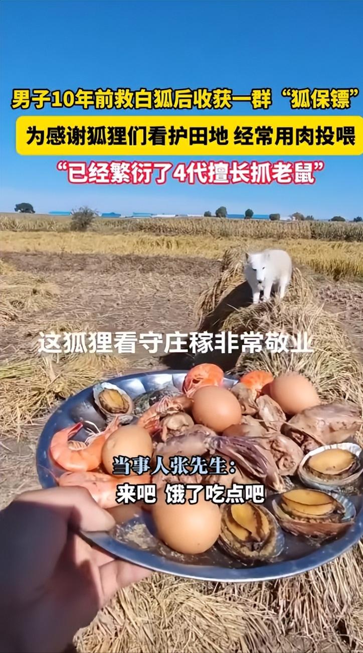 万物皆有灵！近日，黑龙江，一男子在10年前救了一只白狐，没想到之后白狐就不肯离开