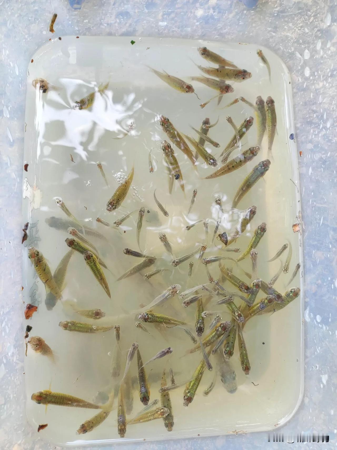 这么说吧！淡水野钓情况如下。
海竿：只要钓组、饵料得当，海竿数量够多，上大鱼肯定