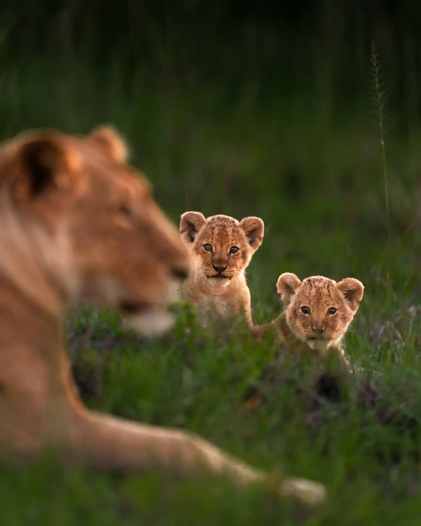 母爱是跨越物种的共同语言，在这个世界上母亲的爱是最真挚、最伟大的。 今...