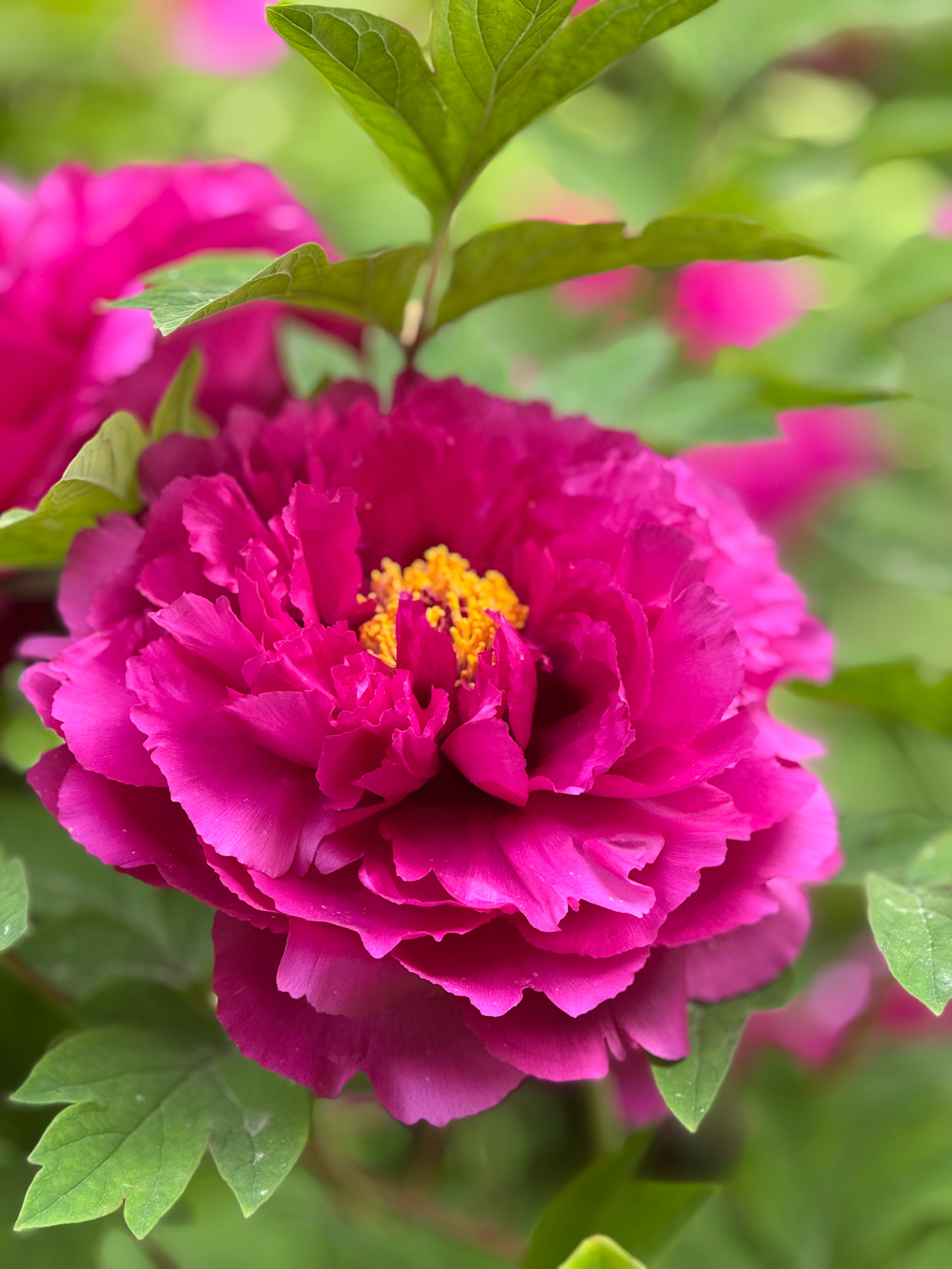 花开时节动京城 