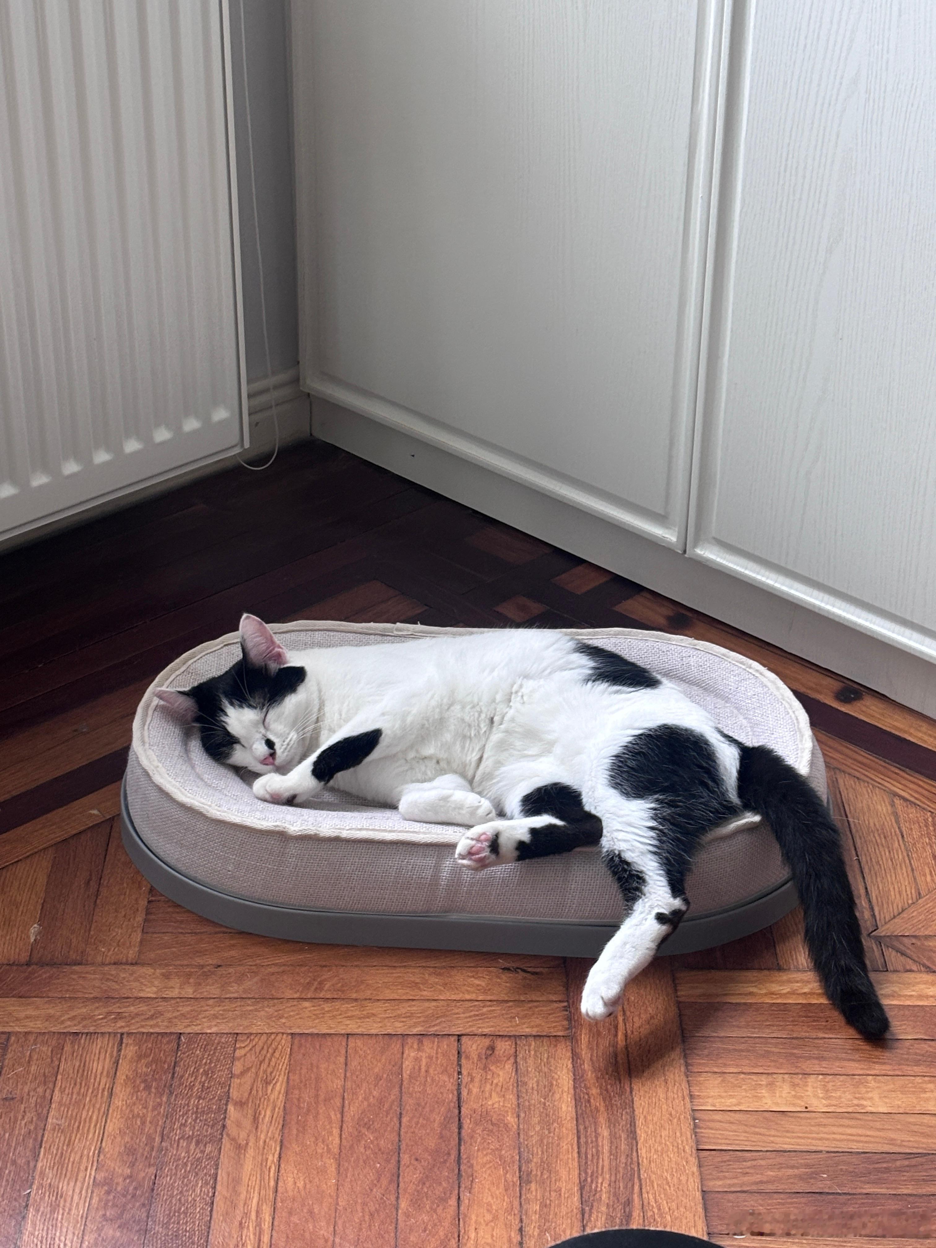 睡猪 