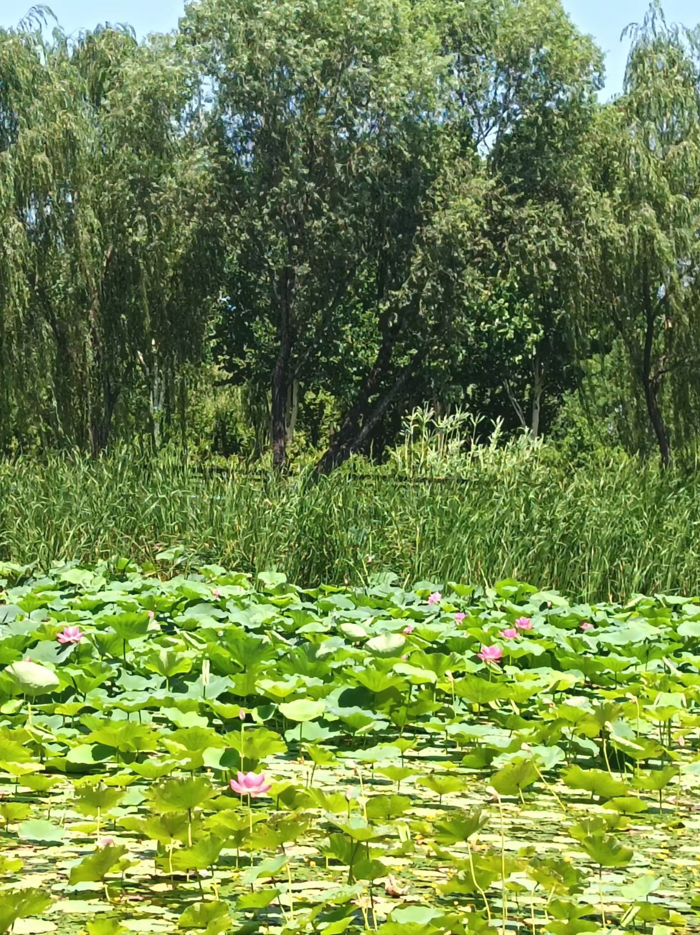 一辈子很短，不知不觉丢了童年，无声无息没了青年，莫名其妙进了中年，无可奈何再步入
