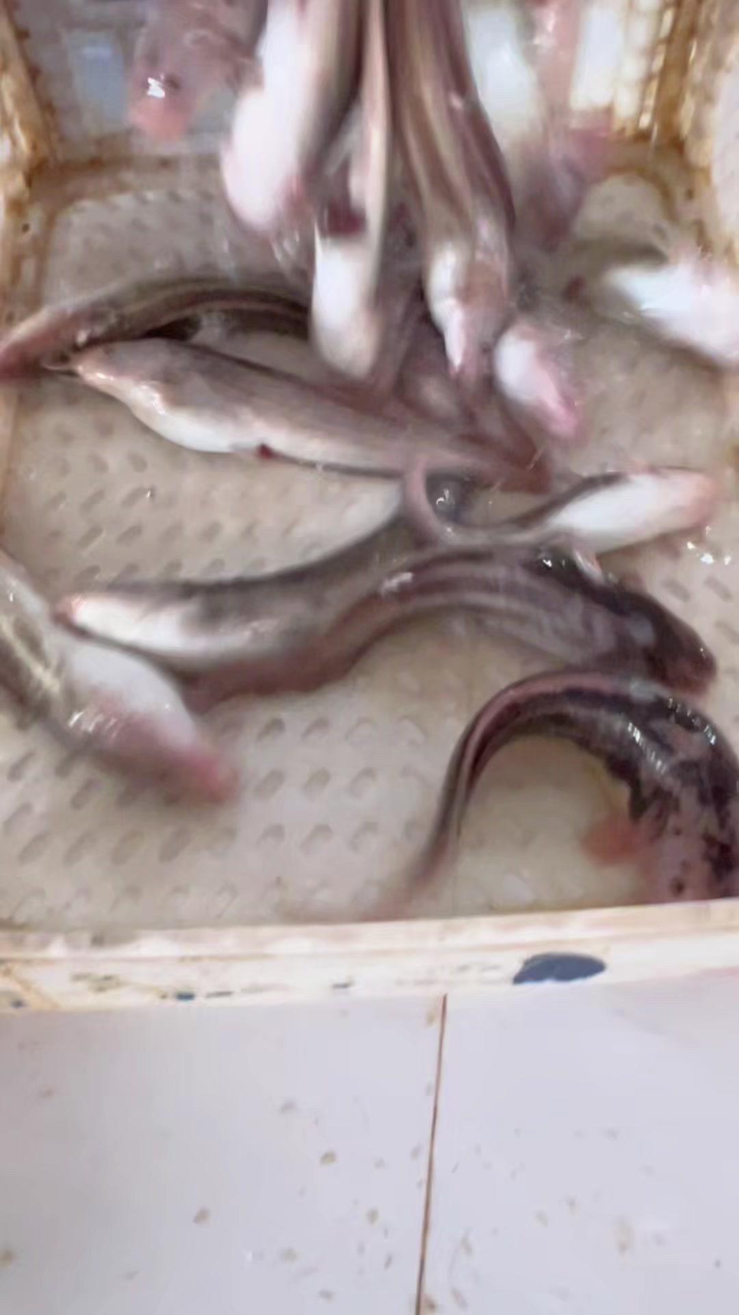 最近海钓收获不错，钓了几条奇怪的鱼。查了资料才知道，这种鱼外表鲜艳，其实有剧毒，