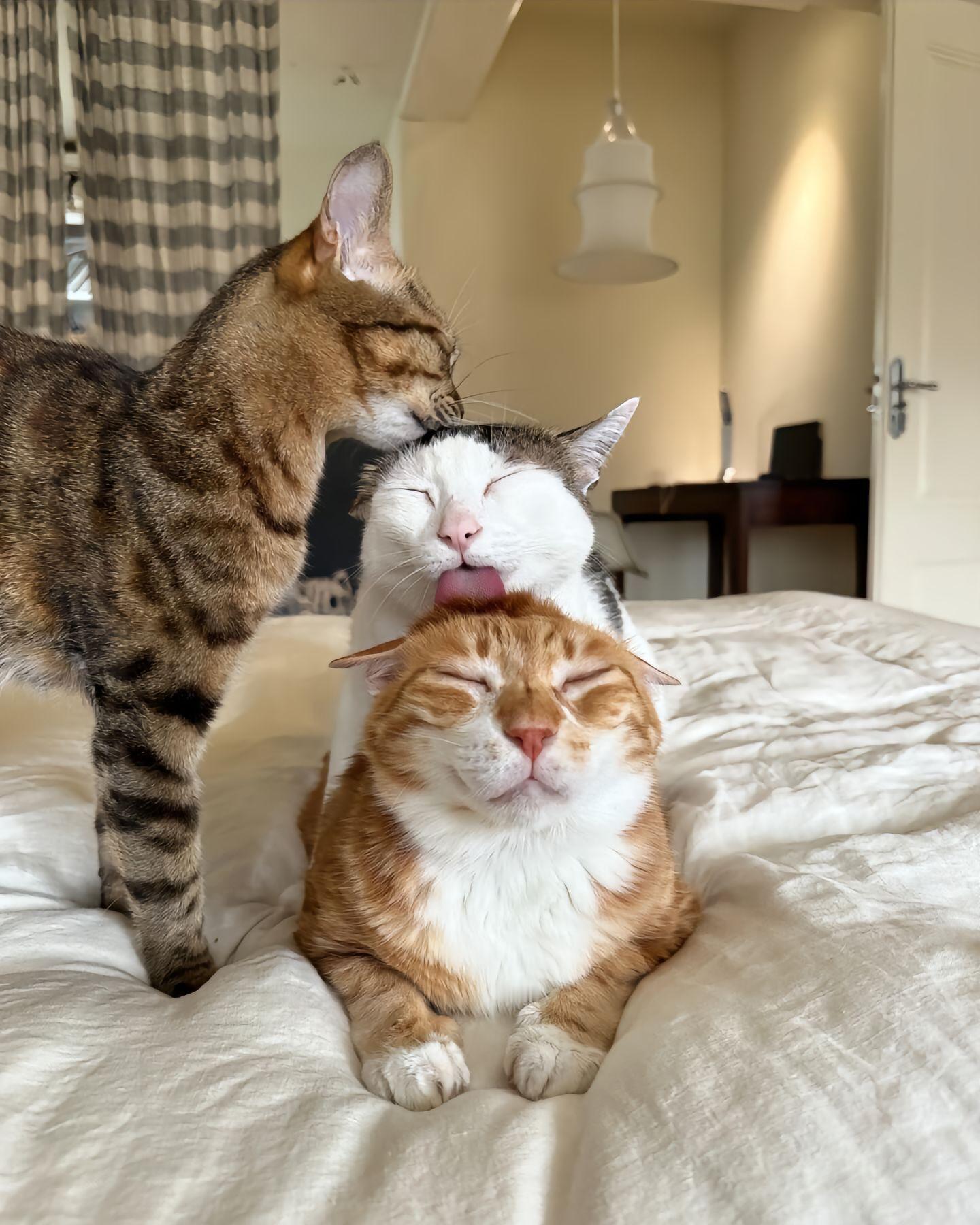 小猫:成年人的世界我不懂