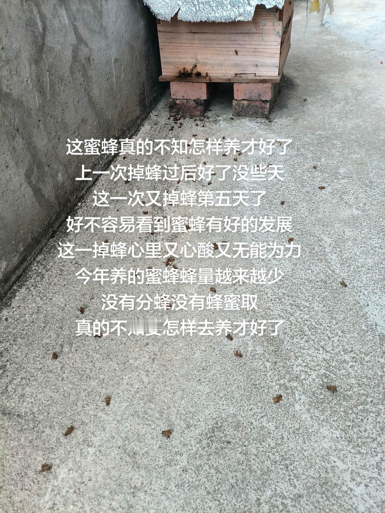 这蜜蜂真的不知怎样养才好了
上一次掉蜂过后好了没些天
这一次又掉蜂第五天了
好不